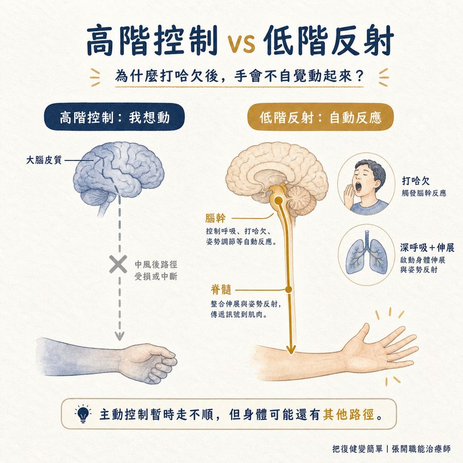 【中風復健】中風後打哈欠手會自己動〡這是恢復比較好的徵兆嗎? 4 高階控制與低階反射如何影響中風後手部動作的示意圖