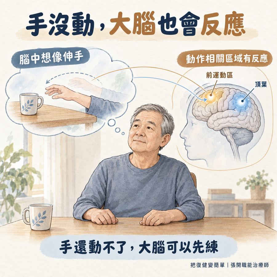 【中風復健】中風後手臂不會動怎麼辦?〡先從這 5 種方法開始 8 動作想像時手沒有真的動,大腦的動作相關區域仍會出現反應