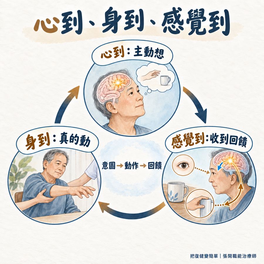 【中風復健】中風後手臂不會動怎麼辦?〡先從這 5 種方法開始 9 心到主動想、身到真的動、感覺到收到回饋的三圈復健循環